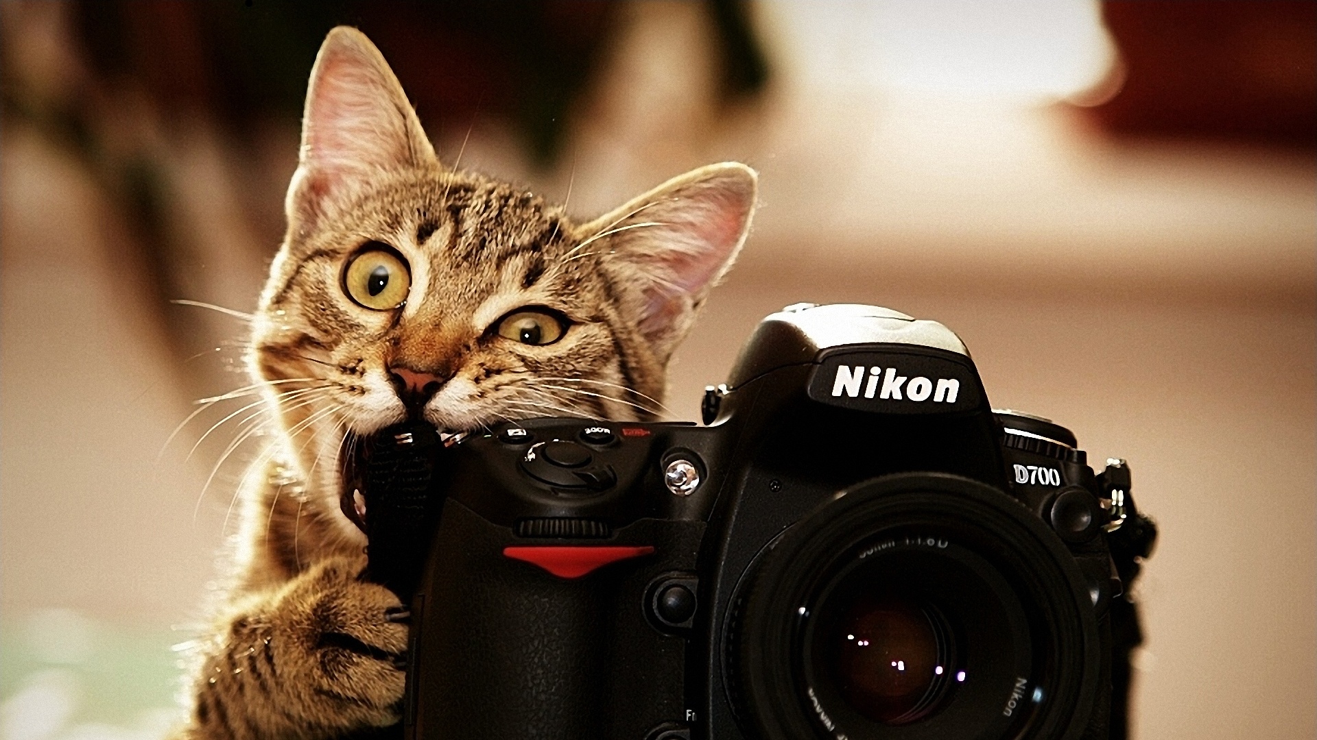 Коте с Nikon Мъките на фотографа - Коте с Nikon