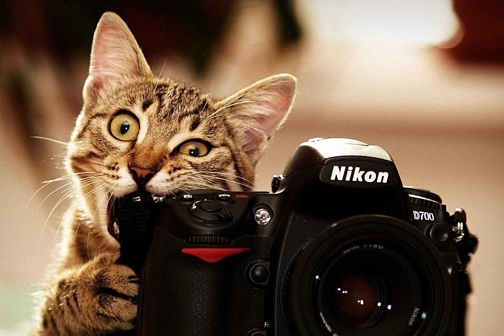 Коте с Nikon Мъките на фотографа - Коте с Nikon